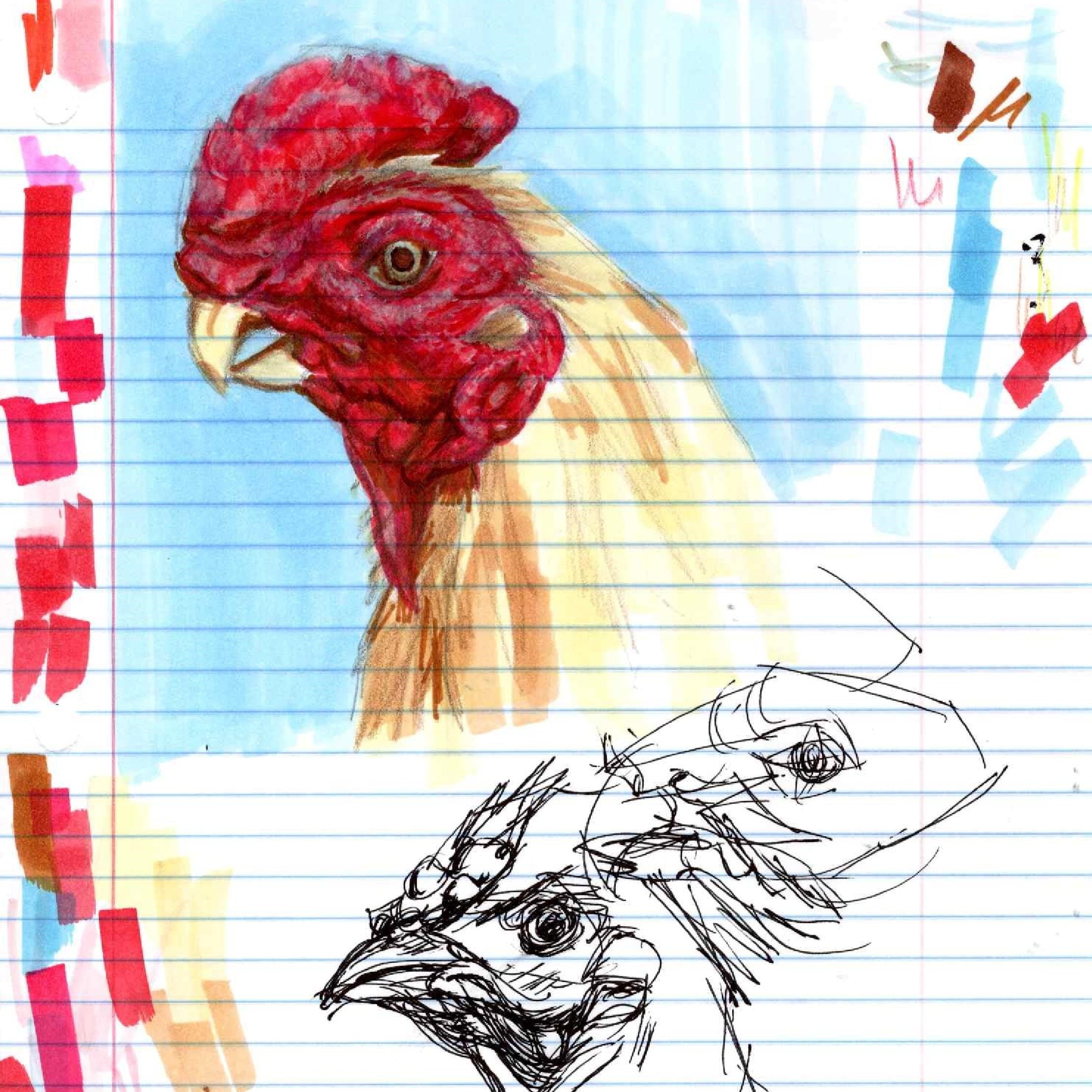 Cock Sketch1