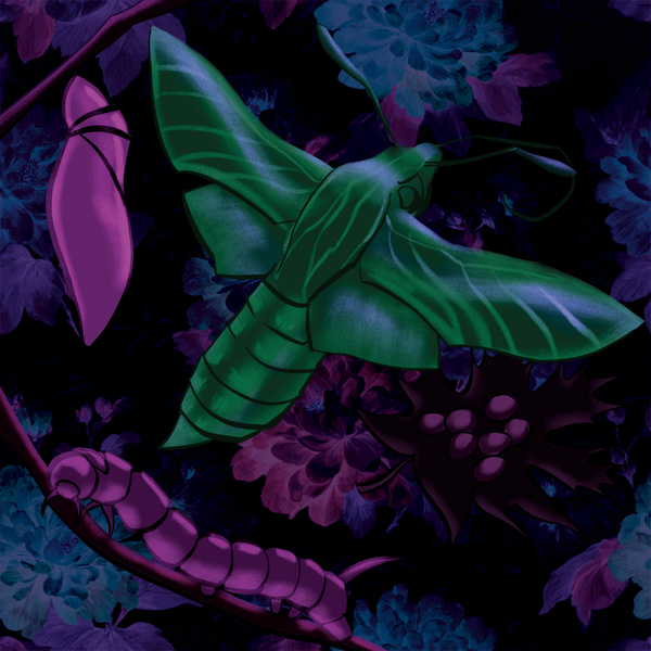 Metamorphosis